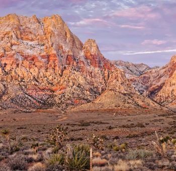 Red Rock Canyon and Joshua Trees Mojave Desert Nevada